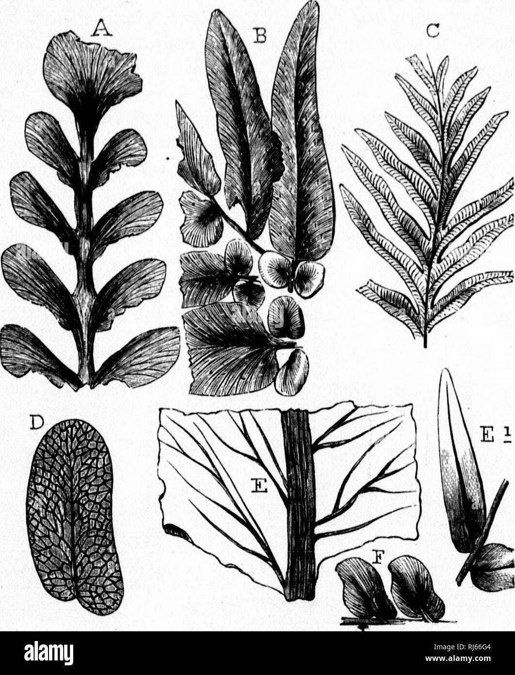 . The geological history of plants [microform]. Paleobotany; Paléobotanique. 1; i! I |i i II 12G TUE GEOLOGICAL HISTORY OF PLANTS. of fossil ferns, in wliich the fructification is for the most part wanting, it is still more so, depending in great part on the form and venation of the divisions of the fronds.. Fio. 51.—Group of coal-formation ferns, a, Odontopteris suhcuneata (Bnu- bury). B, Neuropteria cordata (Brongniart). c, Alethopteris lonc/dtica (Brongrniart). d, Dicti/opteris obiiqud I Hunhury), e, Phyllopteris an- tiqua (Dawson), magnified; e&gt;, Natural size, f, H'europteris cyclopte-  Stock Photo