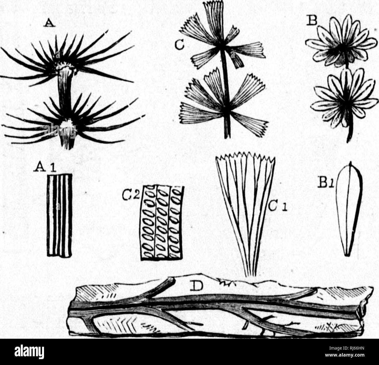 . The geological history of plants [microform]. Paleobotany; PalÃ