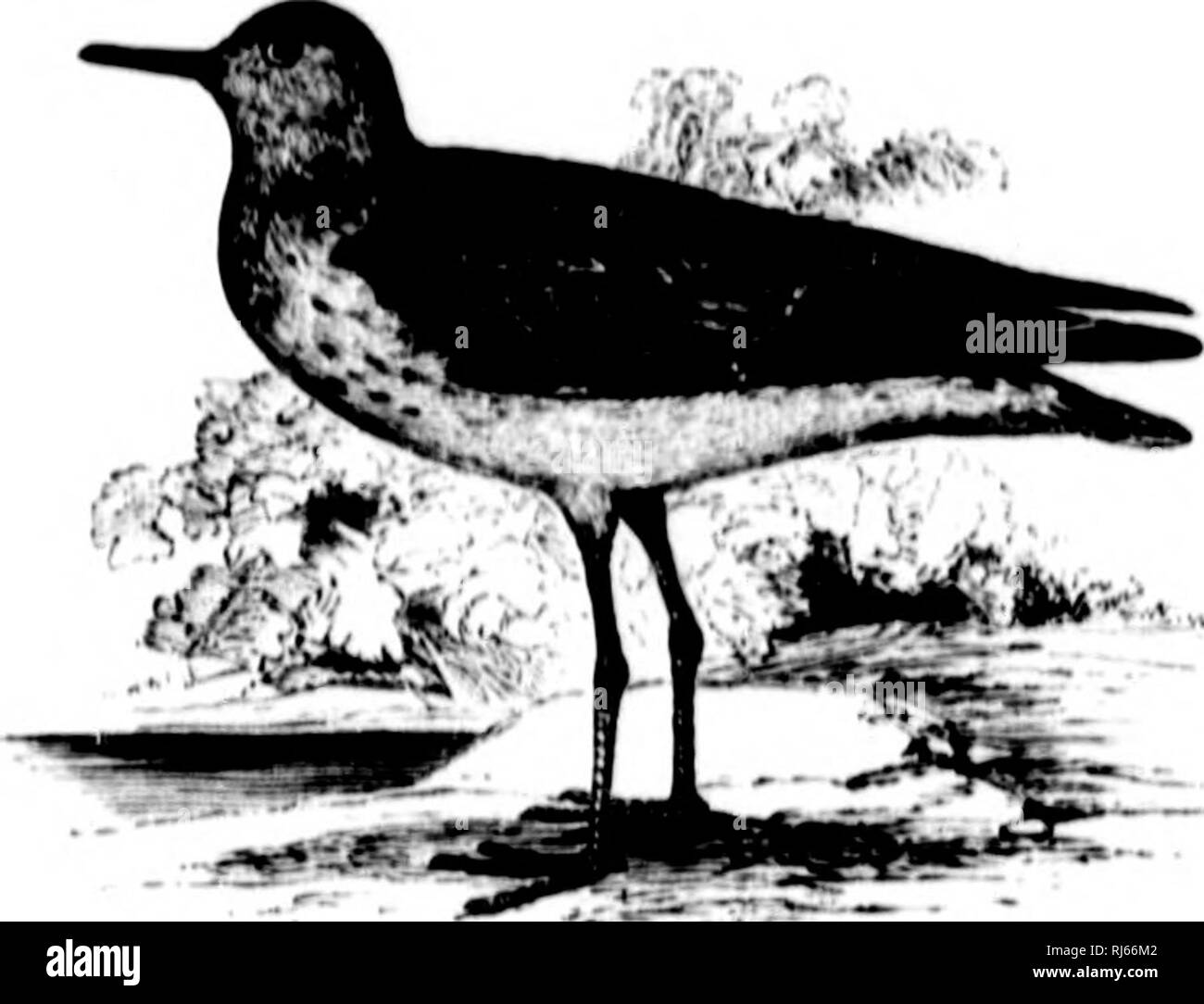 . The water birds of North America [microform]. Birds; Water-birds; Oiseaux; Oiseaux aquatiques. SCOLoPACID.K -TIIK SMPK FAMILY — THVNaiTEa. 305 Oknuh TRYNGITES, (&quot;aiiamm. Tfinijitci, I'AU. .Iciiuii. Iirldii. iN.'iti, IIn (ty|ii', Trimjn niji.nrit.s, ViKIl.t..). CiiAii. r|i|u'r luiiiiilililc K&gt;&quot;&quot;Vi'il til iiliiiiii till' ti'i'iniiial I'lmrlli ; tlic lnwcr not (|iiitf mi far. Ciiliiirii aiiil giiiiys liliiiiil stntij^lit. Muutli i|i'i'|i|y rlil't iiimt' llmii liall' way In tlic cVf ; the i'IiIiik'U Hlmut two tliii'ilrt till.' ('oiiiiiiixKiirc. ('iiliiii'ii iiiiii'h Hliot'ti'i- Stock Photo