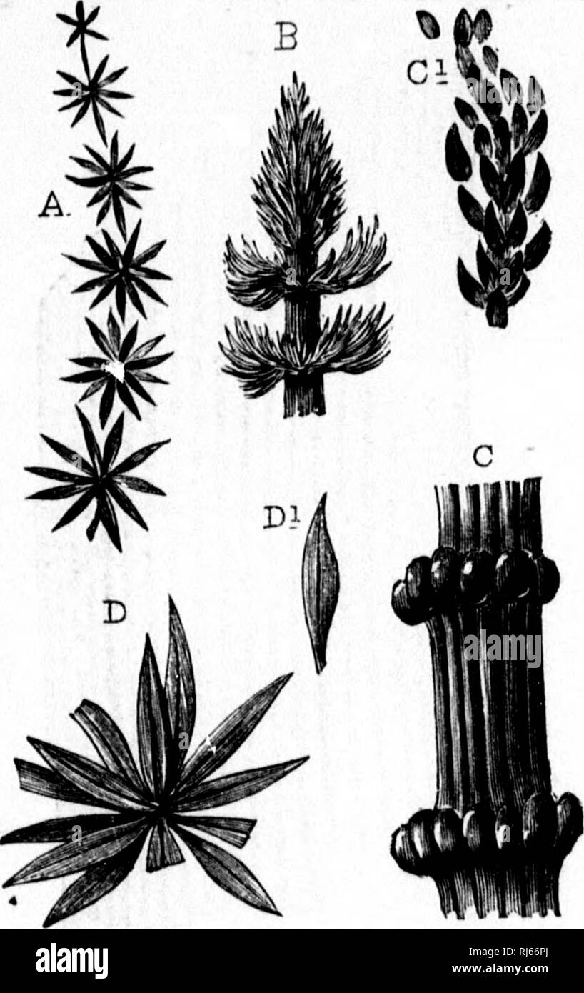 . The geological history of plants [microform]. Paleobotany; Paléobotanique. I' 1 lii i li! ti 78 THE GEOLOGICAL HISTORY OF PLANTS. latter have long ago descended from their pristine emi- nence to a very humble place in nature, the former still, in the southern hemisphere at least, retain their arboreal dimensions and an- B ^1^ cient dominance. Cil!k. The family of the Equisetacem, or mare's-tails, was also represented by large species of Calamites and by Asterophyl- lites in the Erian; but, as its headquar- ters are in the Car- boniferous, we may defer its considera- tion till the next chapte Stock Photo