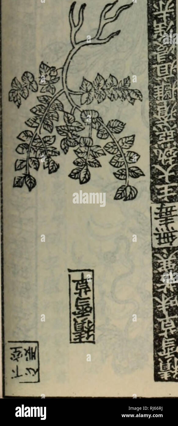 Chong Xiu Zhen He Jin Shi Zheng Lei Bei Yong Cao Yao Ea Ae Ac A E C A C Ae E Herb E Amp S E2 Gt Lf Ln A A A A F Gt Fc I