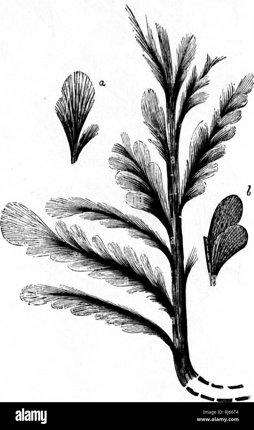 . The geological history of plants [microform]. Paleobotany; Paléobotanique. 74 TUE GEOLOGICAL HISTORY OF PLANTS. ; with ArchcBopteris is that which I have named Platyphyl- lum, and which grew on a creeping stem or parasitically on stems of other i)lants, and had marginal fructification.*. Fio. 24.—Archcpopteris Jacksoni, Dawson (Maine). An Upper Erian fern, a, 6, Pinnules sliowing venation. * &quot; Reports on Fossil Plants of the Devonian and Upper Silurian of Canada,&quot; 1871, &amp;c. L. Please note that these images are extracted from scanned page images that may have been digitally enha Stock Photo