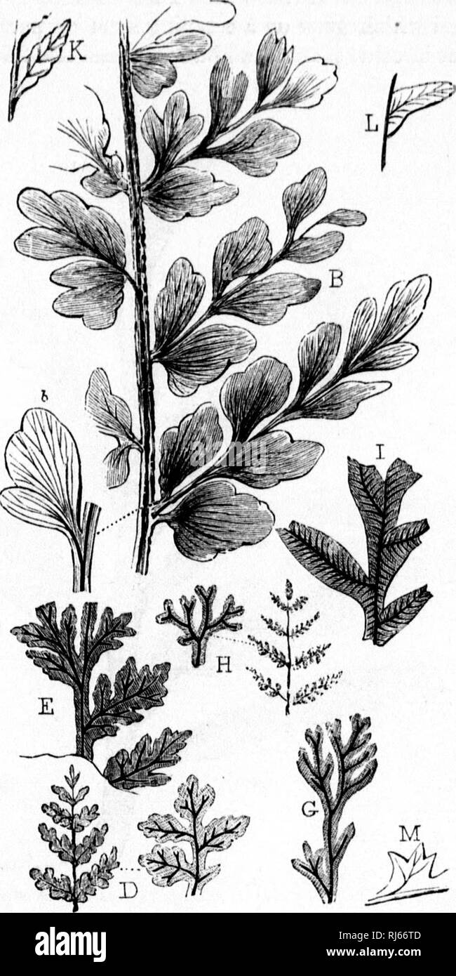 . The geological history of plants [microform]. Paleobotany; Paléobotanique. TOE BRIAN OR DEVONLvN FORESTS. T8. Fio. 23.—Erian ferns (New Brunswick), b, Cyclopteris valida, and pinnule enlarged, n, Sphenopteris marginata^ and portion en'.arf^ed. B, Sphenopteris Ilartii, ci, Hijmehopkj/llites curtilonus. n, Hi/meno- phyUites (fersdarjfii, and portion enlarged, i, Alethopteris discrepaiis, K, Pecopteris serr'ulaia. ^, Fecopteris preciosa. a, J Idhopteris Ferleyi. I. Please note that these images are extracted from scanned page images that may have been digitally enhanced for readability - colora Stock Photo