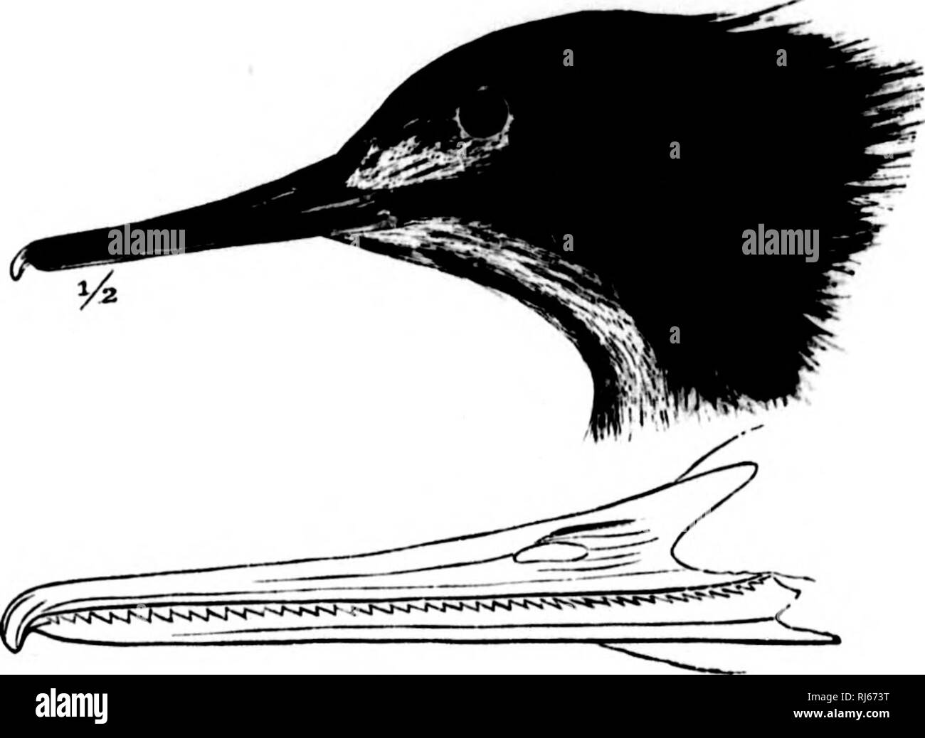 . The water birds of North America [microform]. Birds; Water-birds; Oiseaux; Oiseaux aquatiques. ANATIX.E — THE DUCKS — MERGUS. 117 contrally, finely mottled laterally with white-and-black zigzags. Tail slate-gray, with black sbalts. Bill deep carmine, the culmeu black, the nail yellowish ; iris carmine; feet bright red. Adult fnnale: Head and neck cinnamon-brown, duller or more grayish on the pileum and nape, the crest shorter than in the male ; throat and lower jiarts white, the sides and Hanks ash-gray. Upper parts dark ash-gray, the feathers with darker shafts; exposed portion of greater c Stock Photo