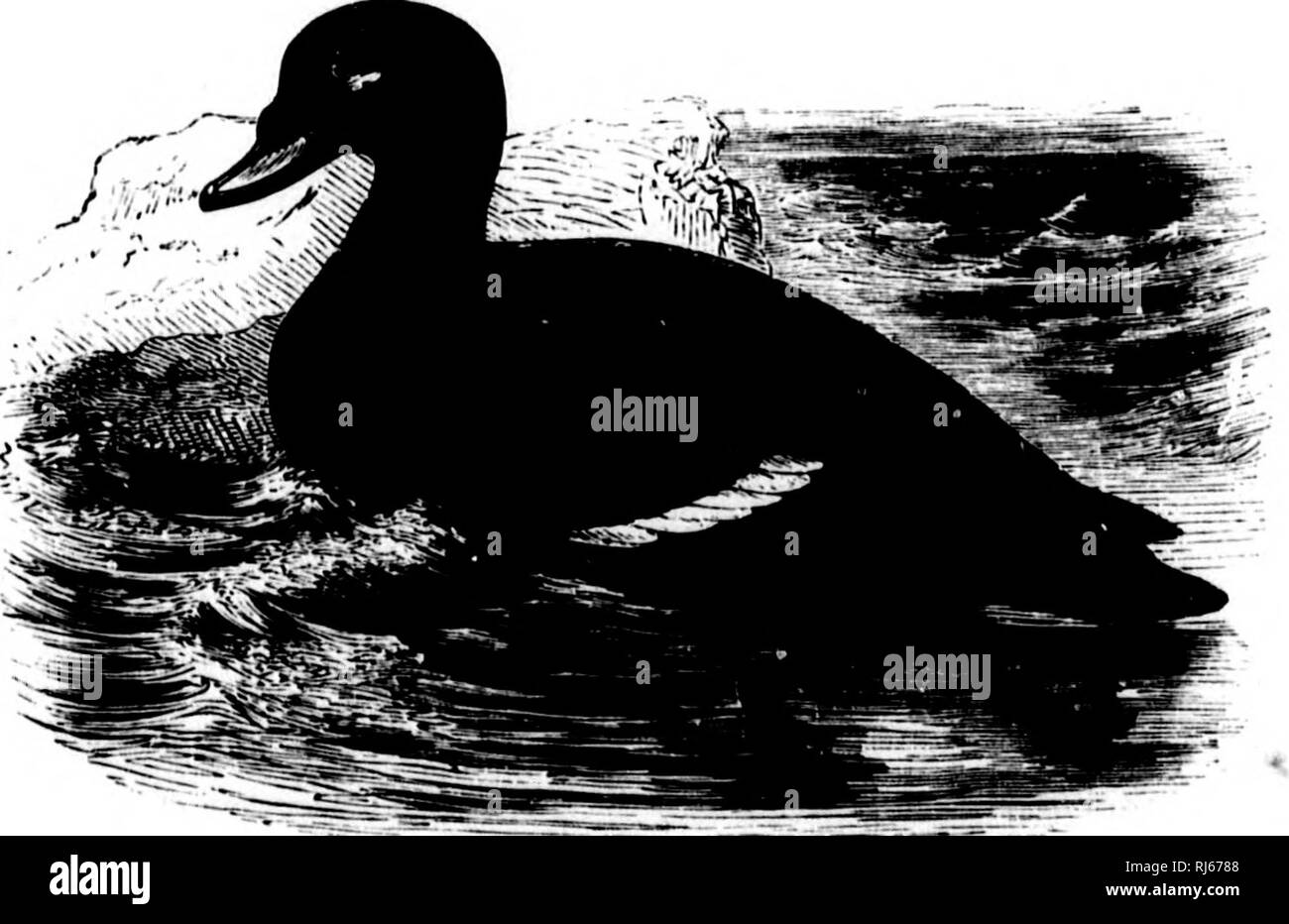 The water birds of North America [microform]. Birds; Water-birds; Oiseaux;  Oiseaux aquatiques. 92 LAMELLIROSTRAL SWIMMERS - ANS''U':S. to the Surf Duck.  On the Long Island shore this bird passes its time