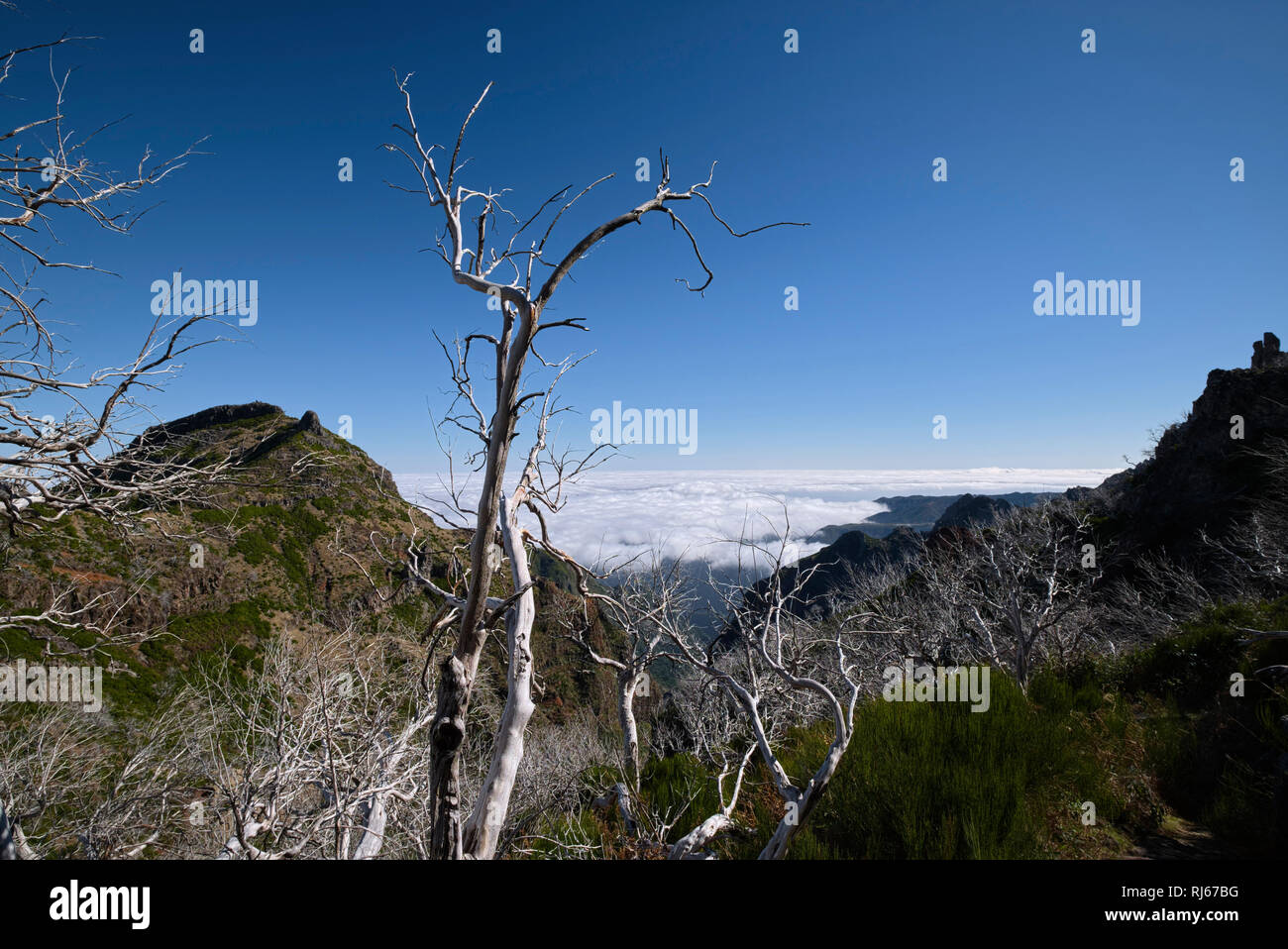 Portugal, Madeira, Pico, Bäume, trocken, verbrannt, Berge Stock Photo