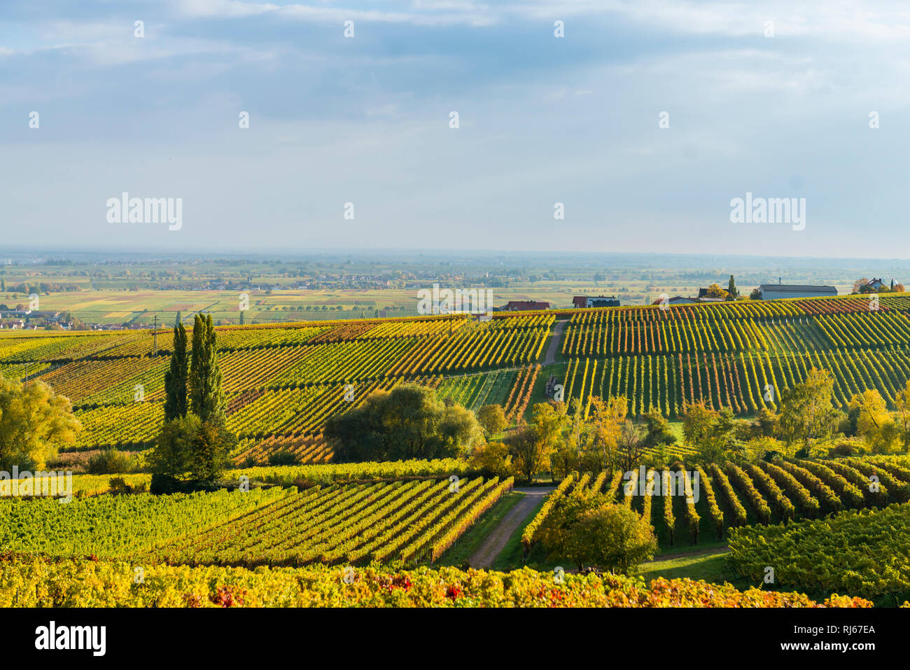 Deutschland, Rheinlandpfalz, Blick von der Villa Ludwigshöhe nach Süden über Weinberge Stock Photo