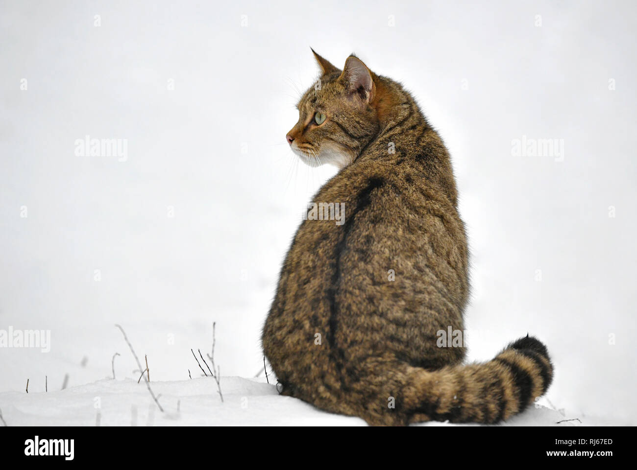 Wildkatze (Felis silvestris), captive, im Winter Stock Photo