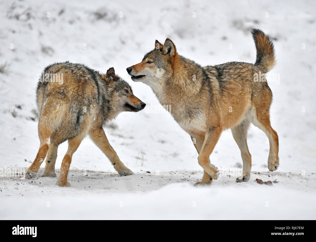 Timberwolf, Kanadischer Wolf (Canis lupus lycaon), captive, Jungtiere