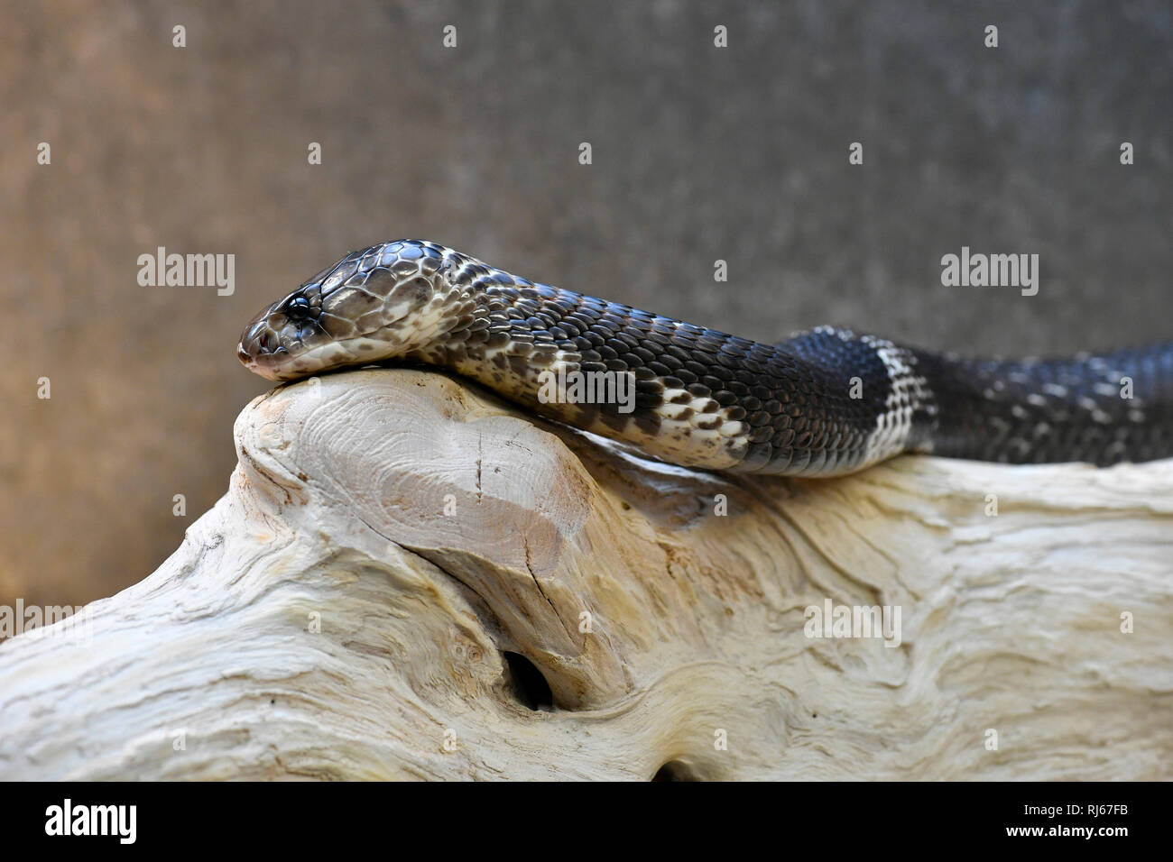 Brillenschlange, Kobra (Naja naja naja), captive Stock Photo