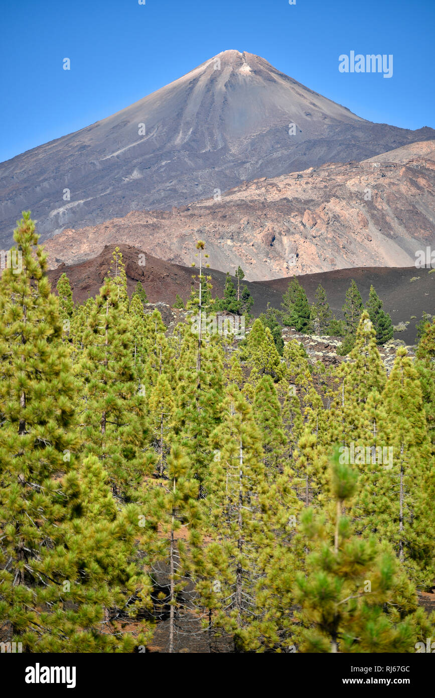 Pico del Teide, Vulkanlandschaft mit Kanaren-Kiefern (Pinus canariensis), Montaña Samara, Nationalpark Teide, Teneriffa, Kanarische Inseln, Spanien Stock Photo
