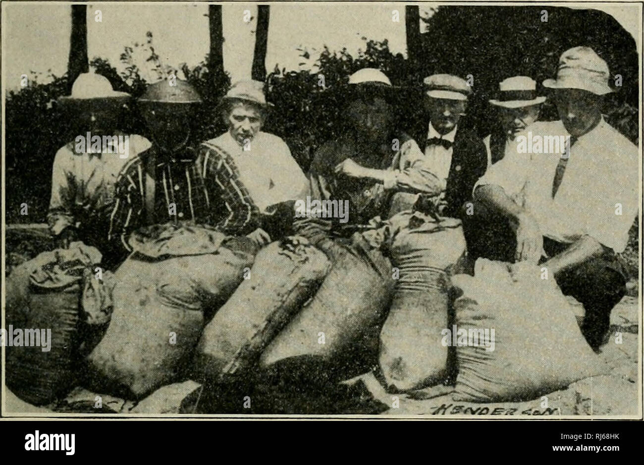 . Chinch-bug barriers. Chinch-bugs; Beneficial insects; Insect pests ...