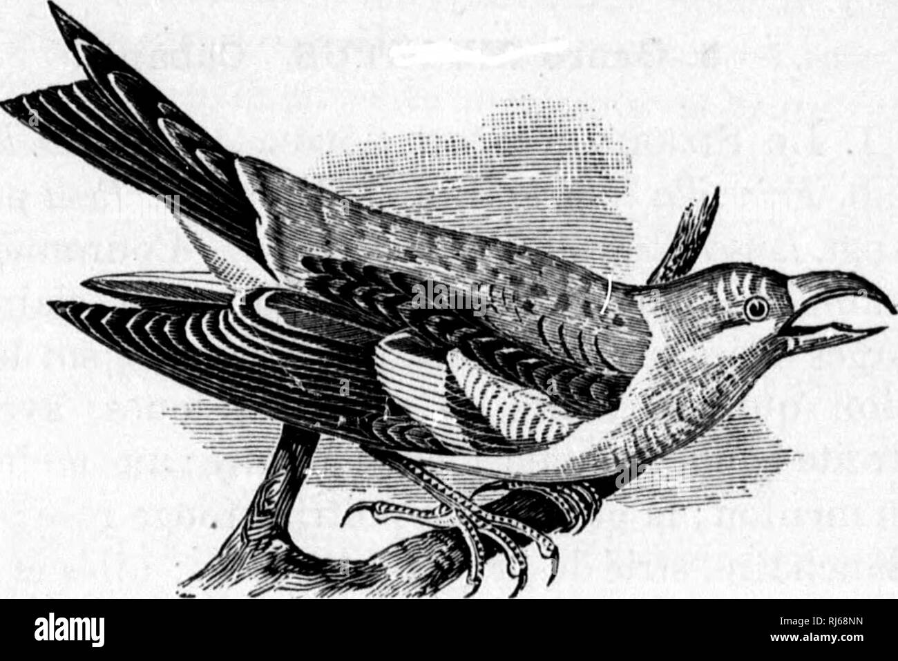 Les Oiseaux Du Canada Microforme Oiseaux Birds â 69 â