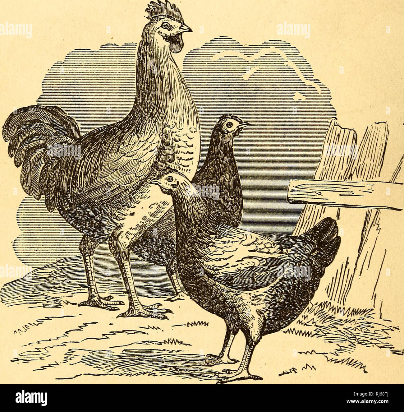 Official Chicken Glasses Patent Art Print Vintage Antique Poultry Rooster 427