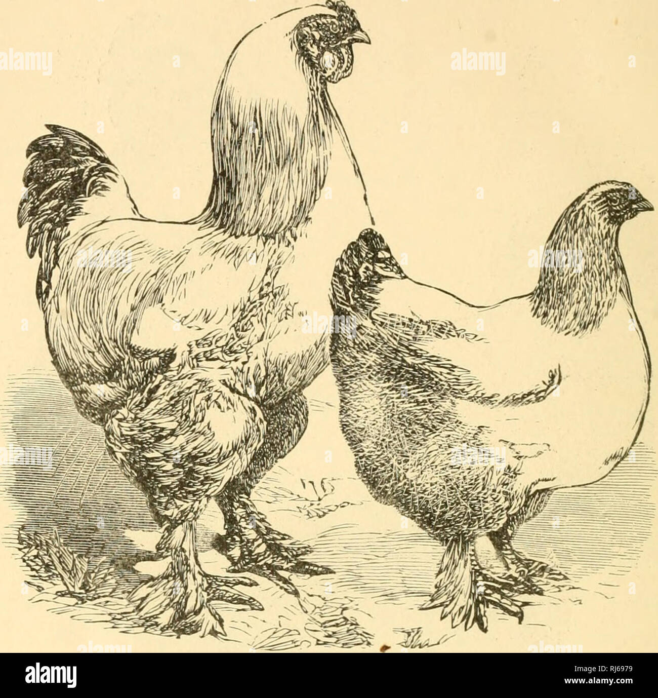 The China Fowl Poultry A Rxci K Saji Quot Am Quot Coha Quot Ciiamnkur Ix I Kiiit R Iiainias 1s Quot 5 Tlil Above Is An English Picture Of An Early Pair Of Lio Ht Ijralnnas Belonging To Miss E