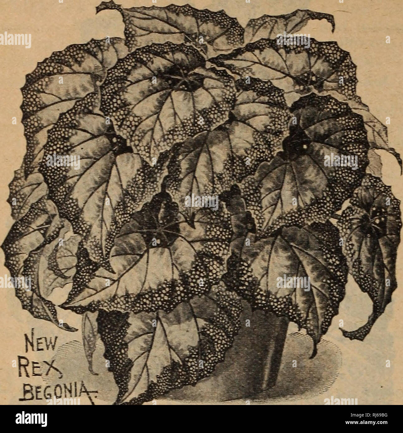 . Childs' spring : 1928 53rd year. Commercial catalogs Seeds; Nurseries (Horticulture) Catalogs; Vegetables Seeds Catalogs; Bulbs (Plants) Seeds Catalogs; Seeds Catalogs; Flowers Catalogs; Fruit trees Catalogs; John Lewis Childs (Firm); Commercial catalogs; Nurseries (Horticulture); Vegetables; Bulbs (Plants); Seeds; Flowers; Fruit trees. Childs' Have the Finest Rex Begonia. BEGONIA^ ^ ^^^rrrniSI ' | yr^r^ These show-v plants are l^CgUIilCty lICC very popular. They are strong growers, perpetual bloomers and very fine in every way. 15270 Immense. (See illustration.) A new flower- ing Begonia o Stock Photo