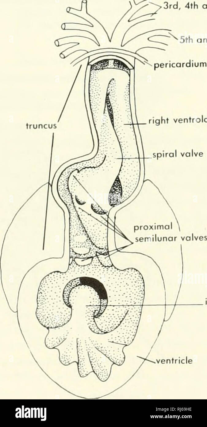 . Chordate morphology. Morphology (Animals); Chordata. tricle, but no