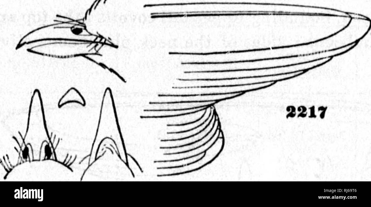 . Review of American birds in the Museum of the Smithsonian Instution. [microform]. Birds; Oiseaux. Vireosylvla flaTifrons. Vireo flavifrons, Vieill. Ois. Am. Sept. I, 1807, 85, pi. liv.—Aud, Orn. Biog. II, 1834, pi. 119.—Ib. Birds Am. IV, pi. 238.—Casbin, Pr, A. N. Sc. 185., 149.—ScLATKK. P. Z. S. 1857, 227 (Vera Cruz); I860, 257 (Orizaba).—Sclatek &amp; Salvin, Ibis, I, 1859, 12 (Guatemala). —Cab. .Jour. 111,468 (Cuba; winter).—Gundlach, Cab. Jour. ISlil 324 (Cuba; rare).—Cab. Jour. 1860, 405 (Costa Rica).—Fireo (Luntvireo) ftav. Bairo, Birds N. Am. 1858, 341. Muscicapa sylvicola, Wils. Am.  Stock Photo