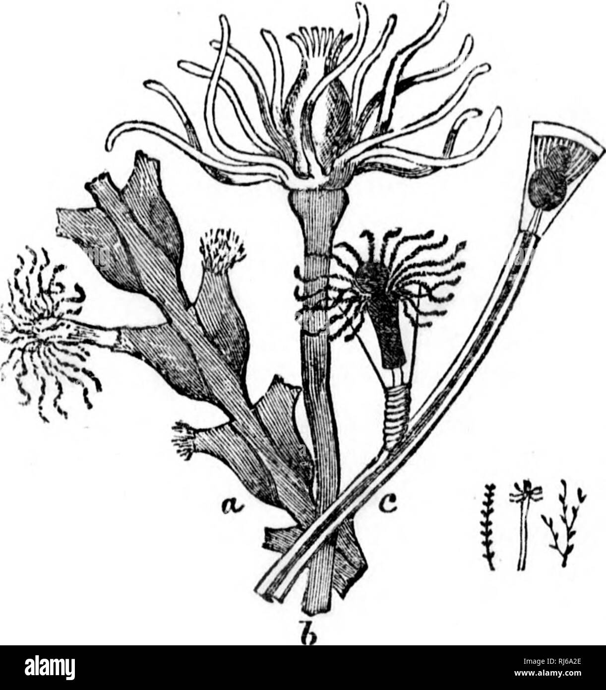 . Handbook of zoology [microform] : with examples from Canadian species ...