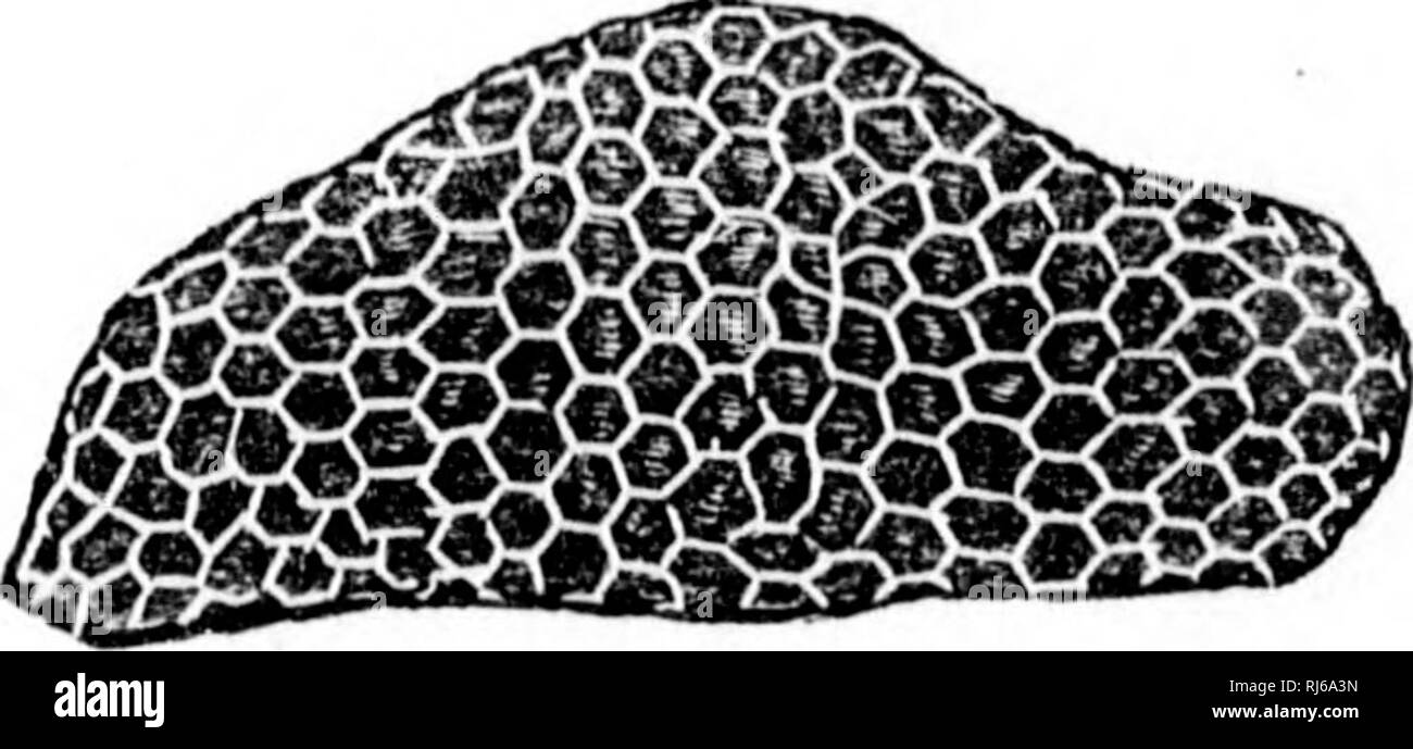 Alveolata Black and White Stock Photos & Images - Alamy