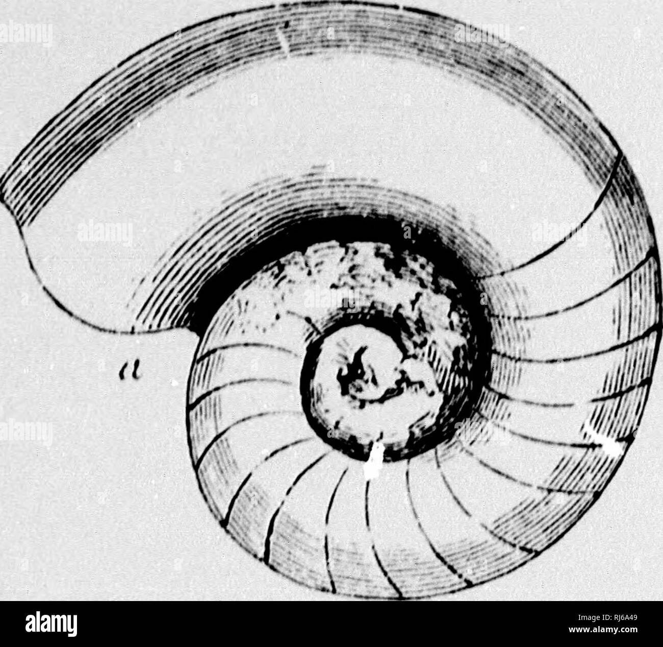 . The chain of life in geological time [microform] : a sketch of the ...