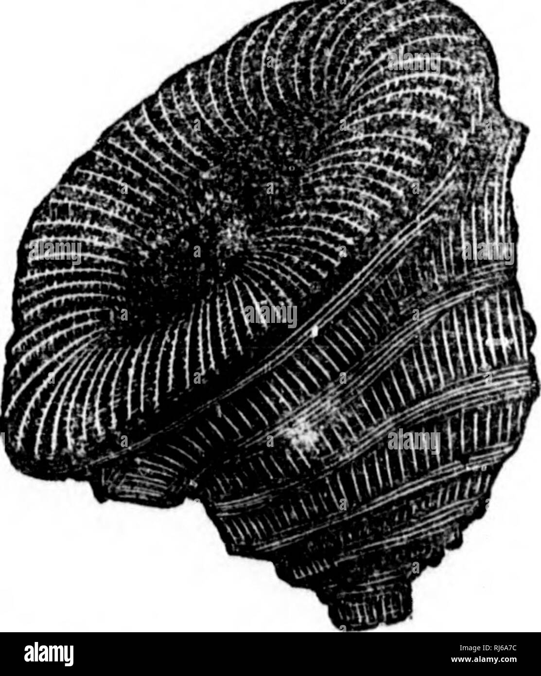 . Handbook of zoology [microform] : with examples from Canadian species ...