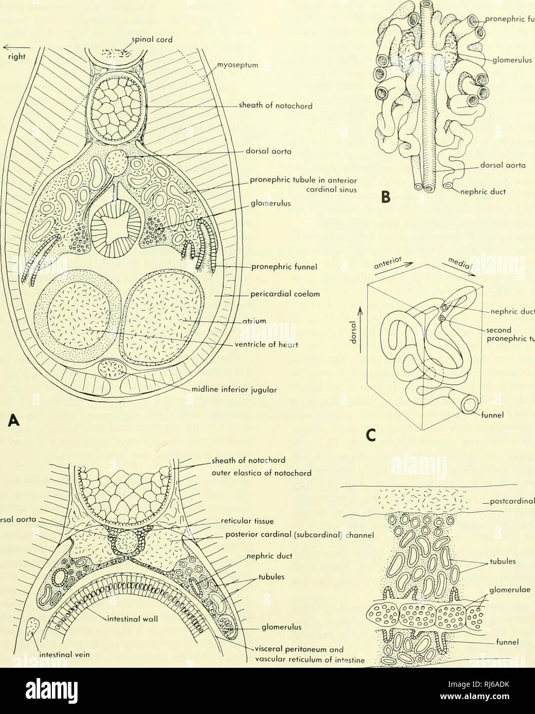 . Chordate morphology. Morphology (Animals); Chordata. Tonephric funnels glomerulus dorsal aorta. nephric duct second pronephric tubule dorsal aorta Figure 10-29. Development of the kidney of the lamprey. A, cross section of 15-mm larva; B, ventral view of pronephric tubules as they lie in the pronephric sinus; C, stereodicgrom of the anterior pronephric tubule of a 15-mm larvo; D, cross section in the mesonephric region of a 15-mm larva, about middle of body; E, parasagittal section of a well-developed mesonephros. (E after Gerard, 1954) THE EXCRETORY SYSTEM • 315. Please note that these imag Stock Photo