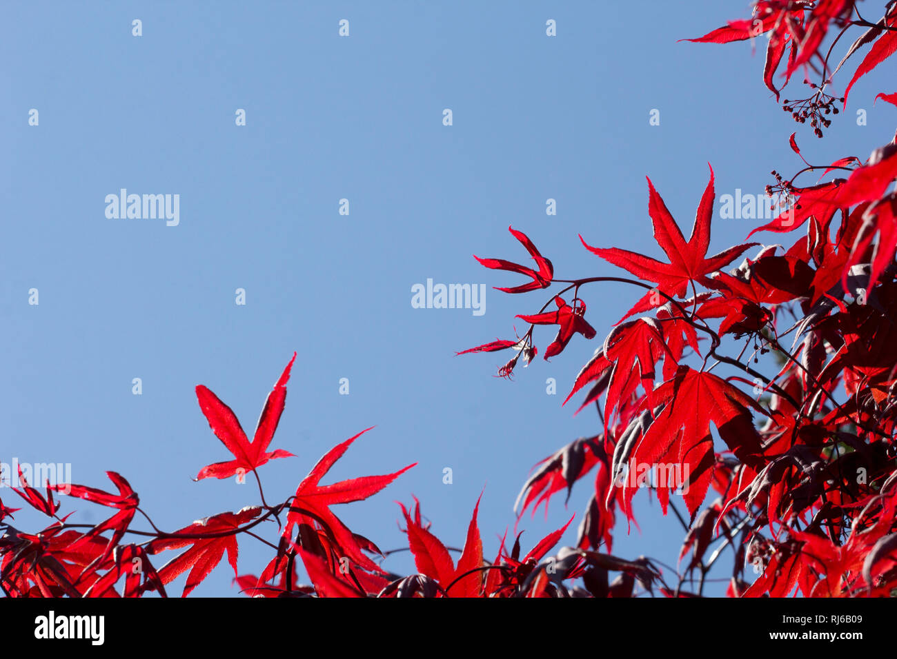 Rote Blätter im Herbst vor blauem Himmel, Stock Photo