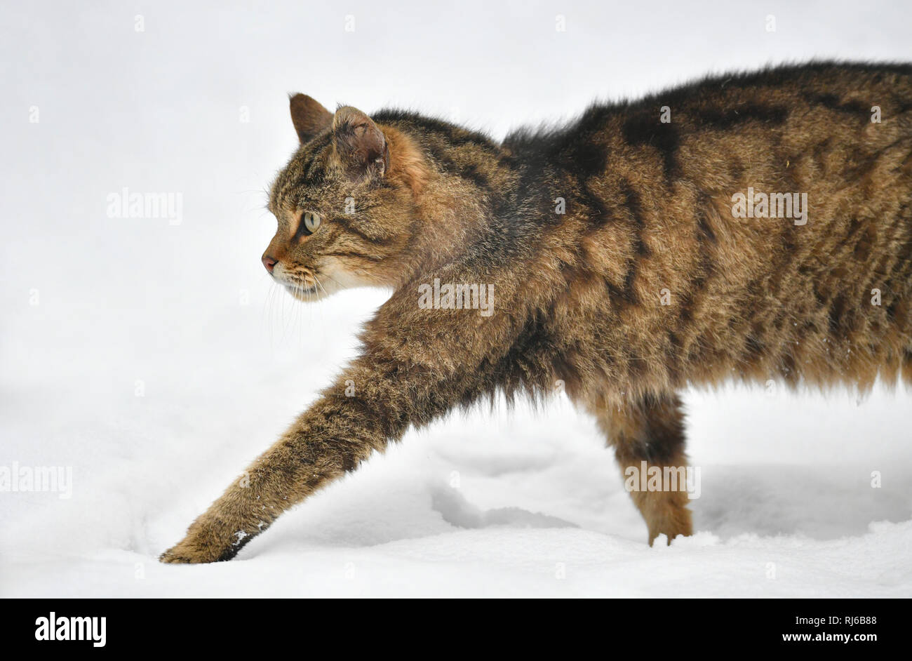Wildkatze (Felis silvestris), captive, im Winter Stock Photo