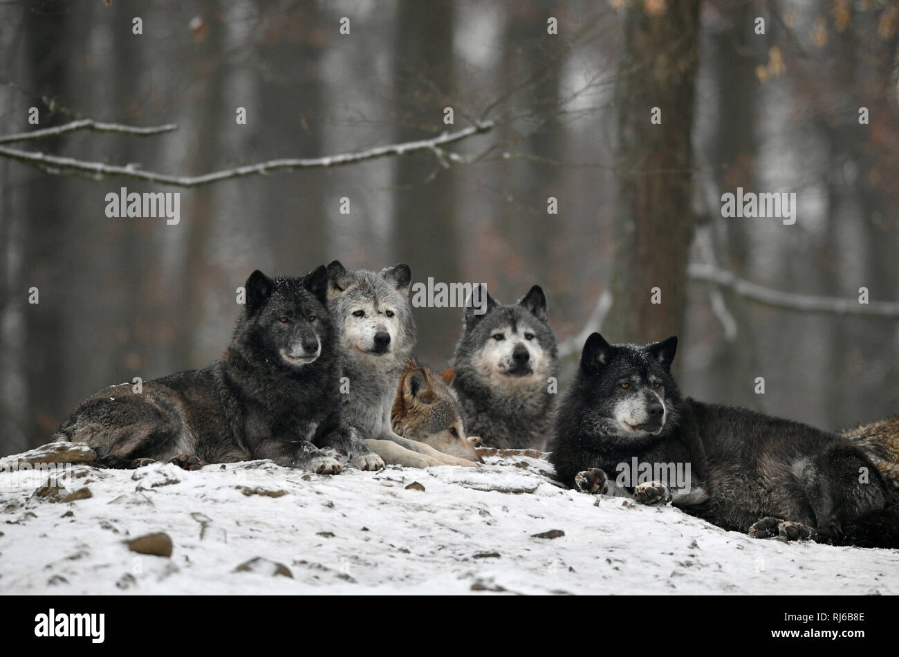 Wolfsrudel, Timberwolf, Kanadischer Wolf (Canis lupus lycaon), captive Stock Photo