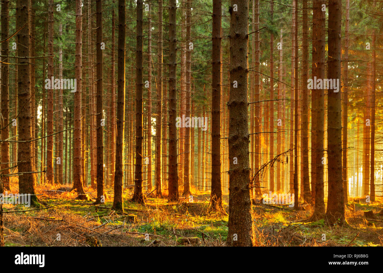 Deutschland, Thüringen, Gehren, Wald, Gegenlicht, Morgenstimmung Stock Photo