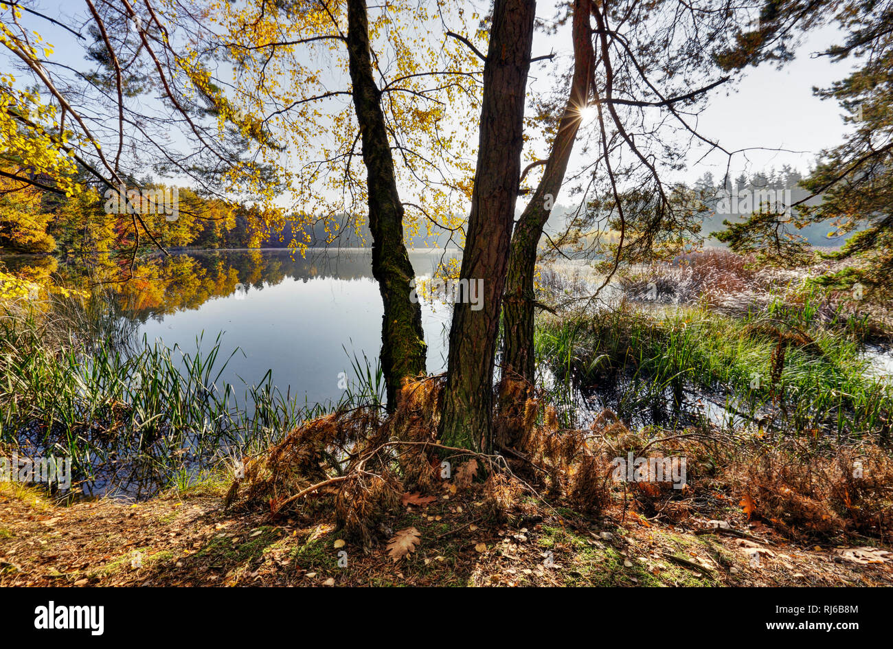 Teich herbst hires stock photography and images Alamy