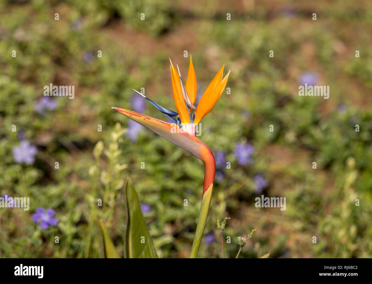 Tropical flower strelitzia or bird of paradise on Madeira Island