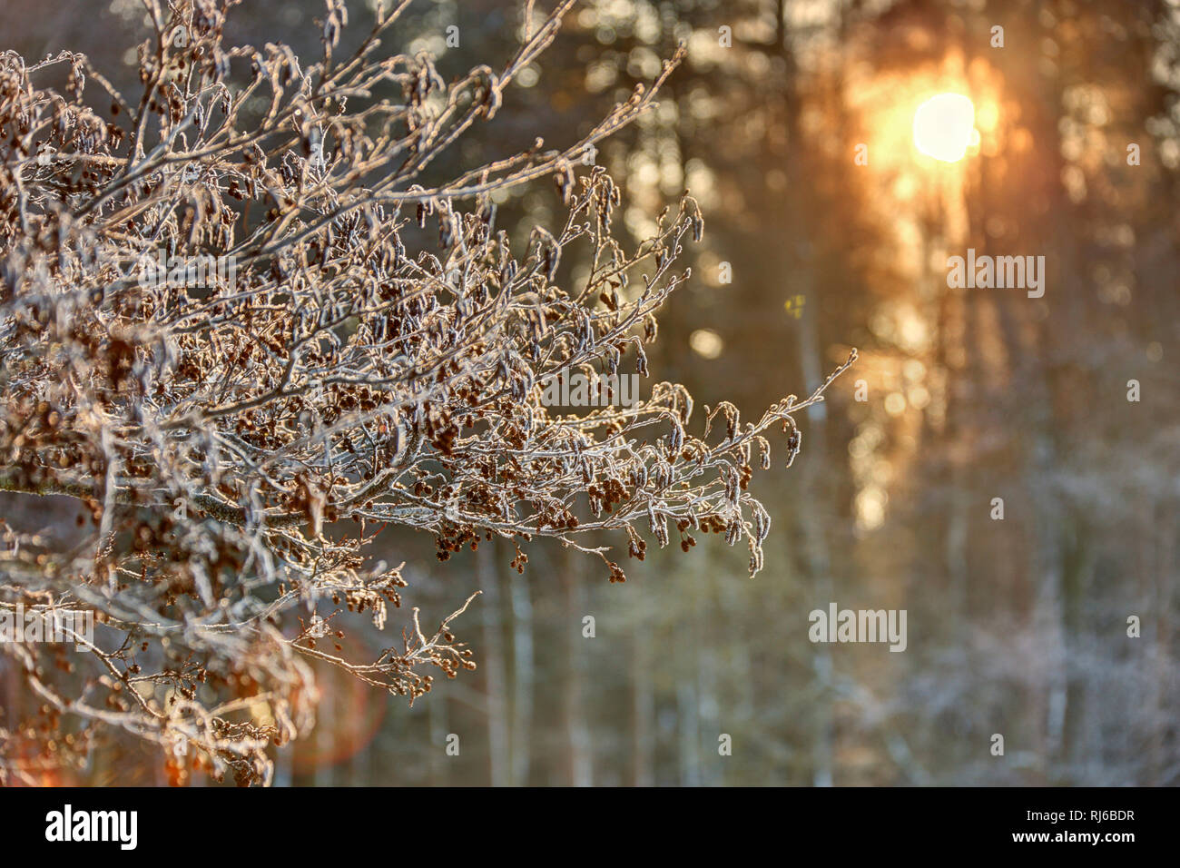 Teiche pennewitzer hires stock photography and images Alamy