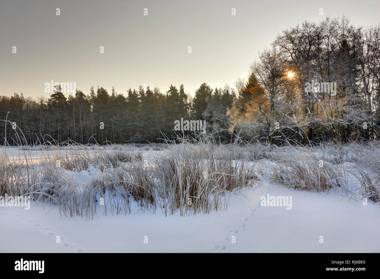 Teiche pennewitzer hires stock photography and images Alamy