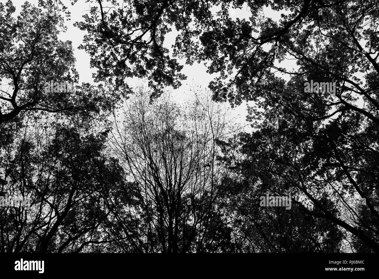 Bäume, Froschperspektive, s/w Stock Photo