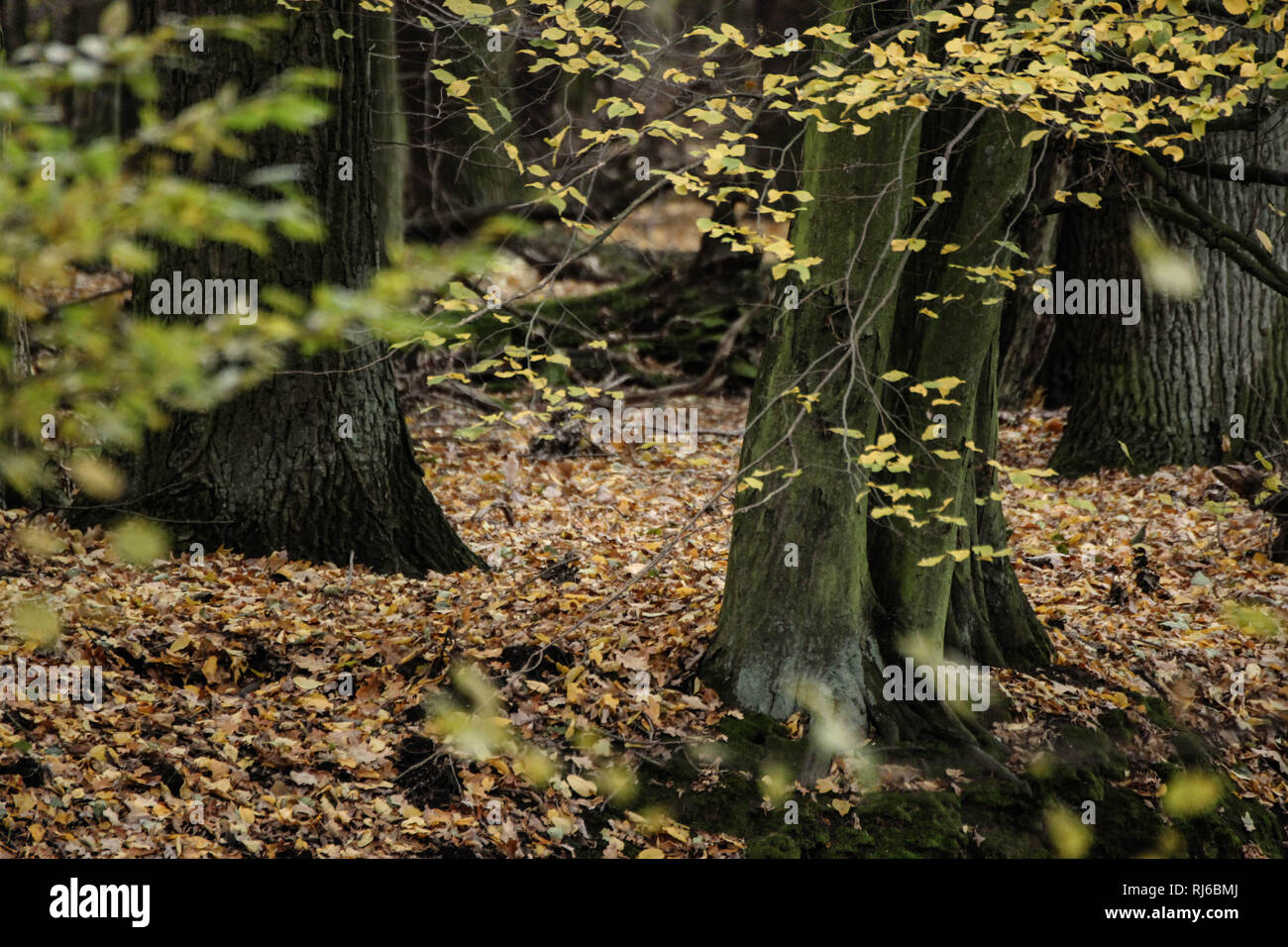 Wald, Buchen, Herbst Stock Photo