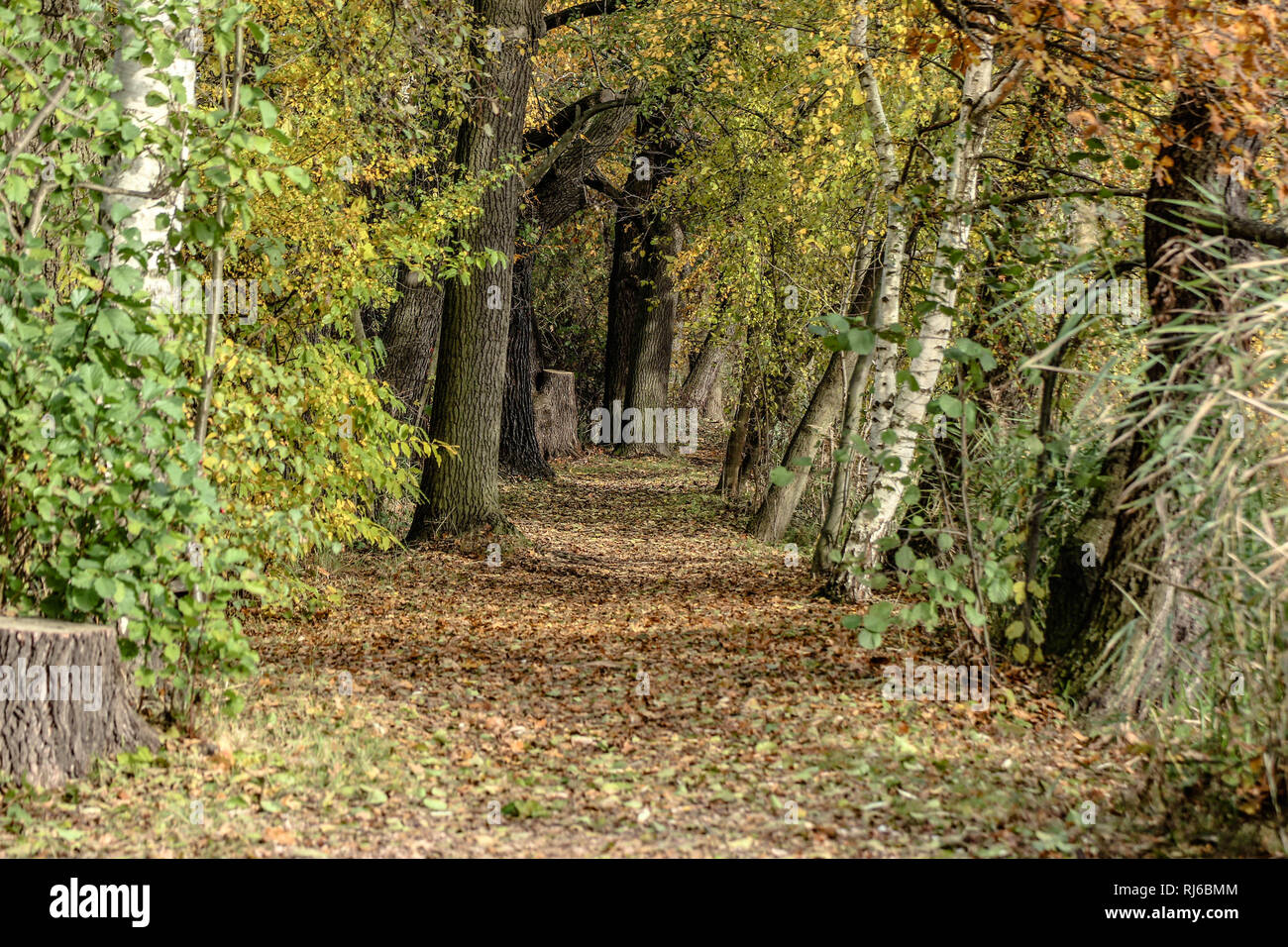 Herbst, Wald, Weg, Bäume Stock Photo