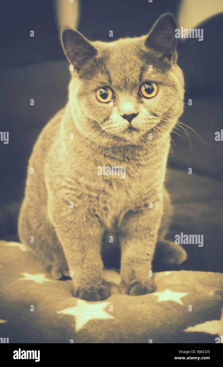 Britisch Stock Photos Britisch Stock Images Alamy