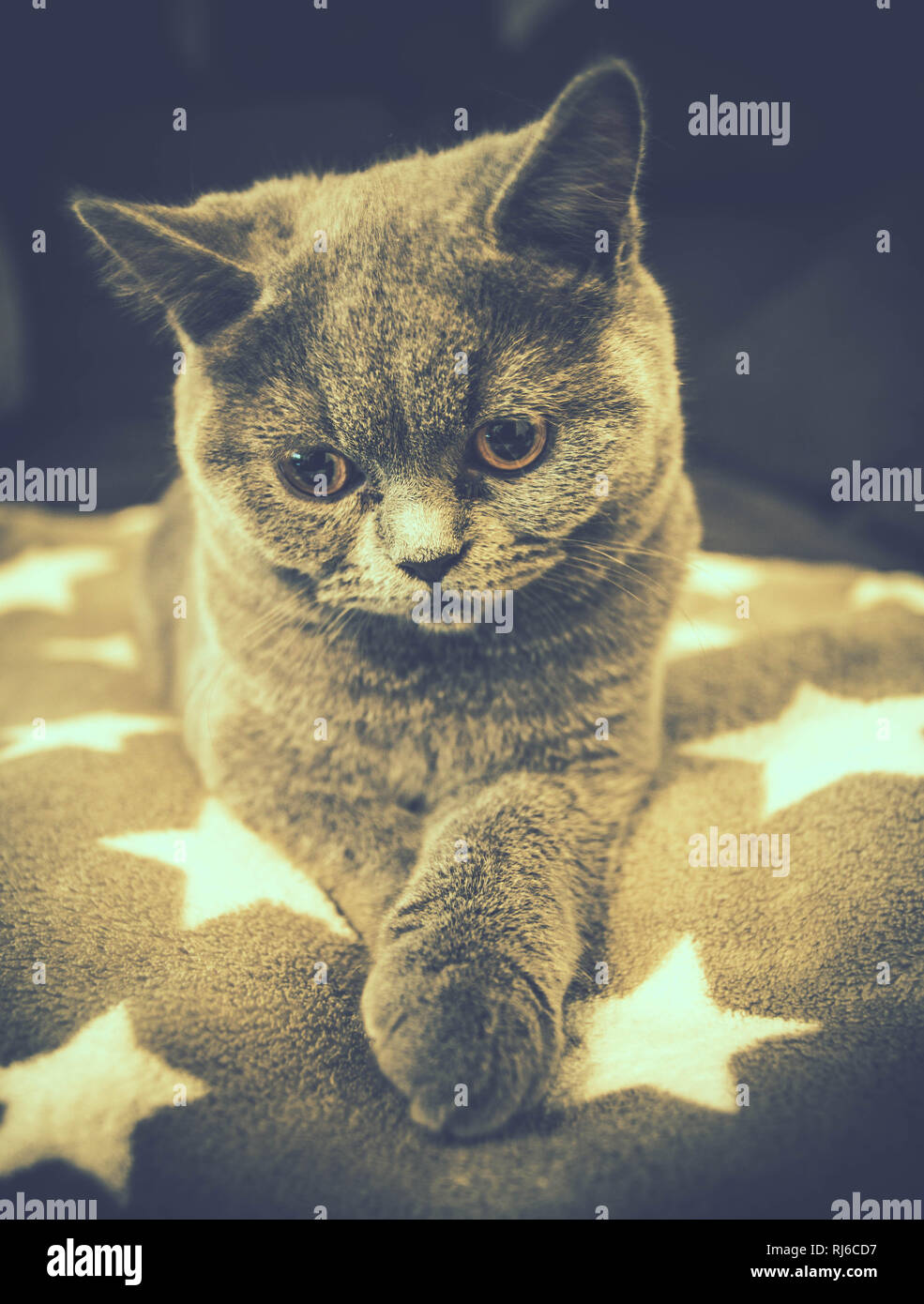 junger Britisch Kurzhaar Kater Stock Photo