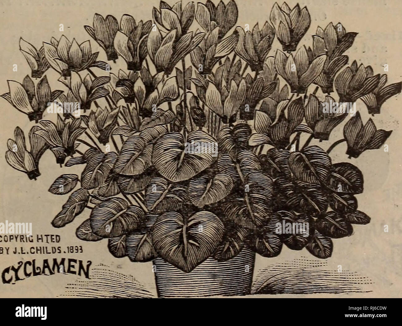 Childs Rare Flowers Vegetables And Fruits Commercial Catalogs Seeds Nurseries Horticulture Catalogs Seeds Catalogs Flowers Catalogs Vegetables Catalogs Fruit Trees Catalogs John Lewis Childs Firm Commercial Catalogs Nurseries