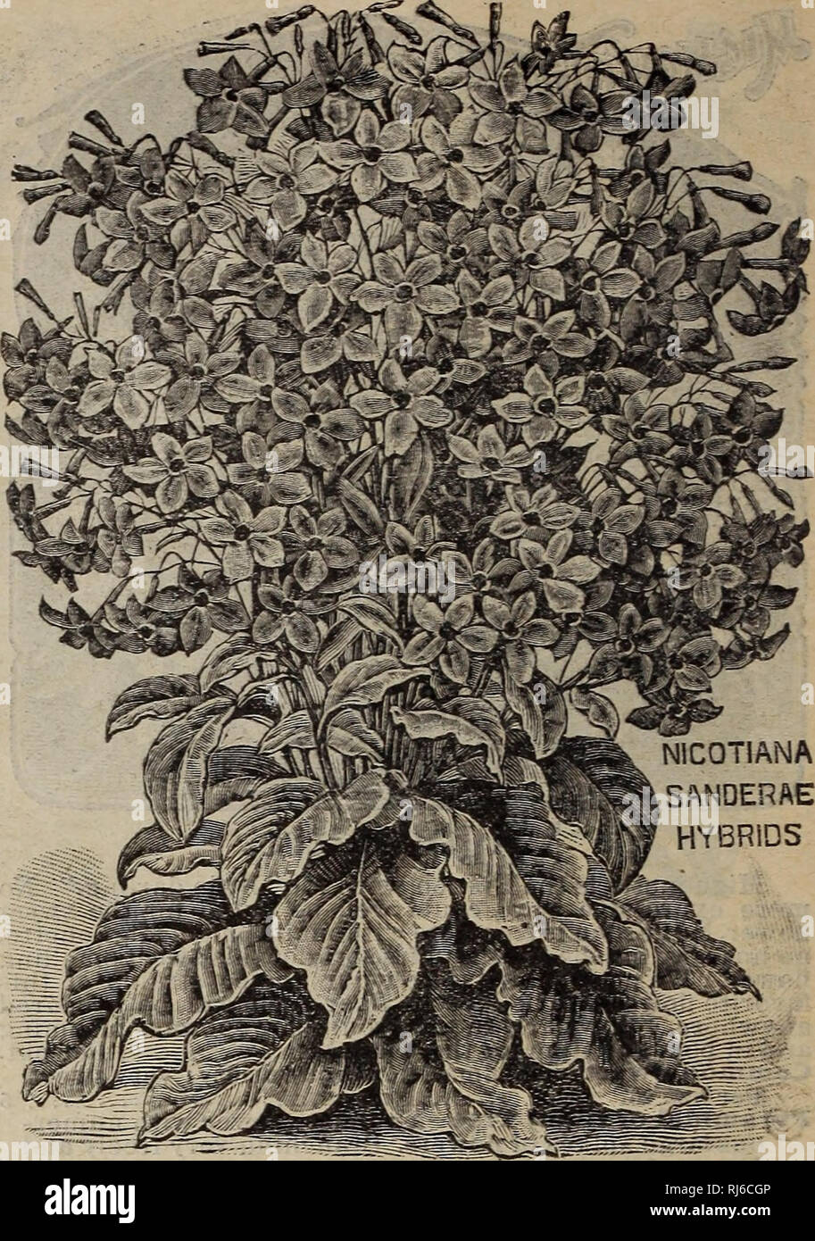 . Childs' rare flowers, vegetables &amp; fruits. Commercial catalogs Seeds; Nurseries (Horticulture) Catalogs; Seeds Catalogs; Flowers Catalogs; Vegetables Catalogs; Fruit trees Catalogs; John Lewis Childs (Firm); Commercial catalogs; Nurseries (Horticulture); Seeds; Flowers; Vegetables; Fruit trees. Miribilis—(Four O'clocks.) Plants are crowded for months with innumerable silk- like flowers of the most ravishing colors, and exhaling a de- licious perfume. Indeed, the celebrated &quot;Jockey Club&quot; perfume is made from Longiflora. Tom Thumb Yellow Leaved-Mixed colors. A new dwarf strain of Stock Photo