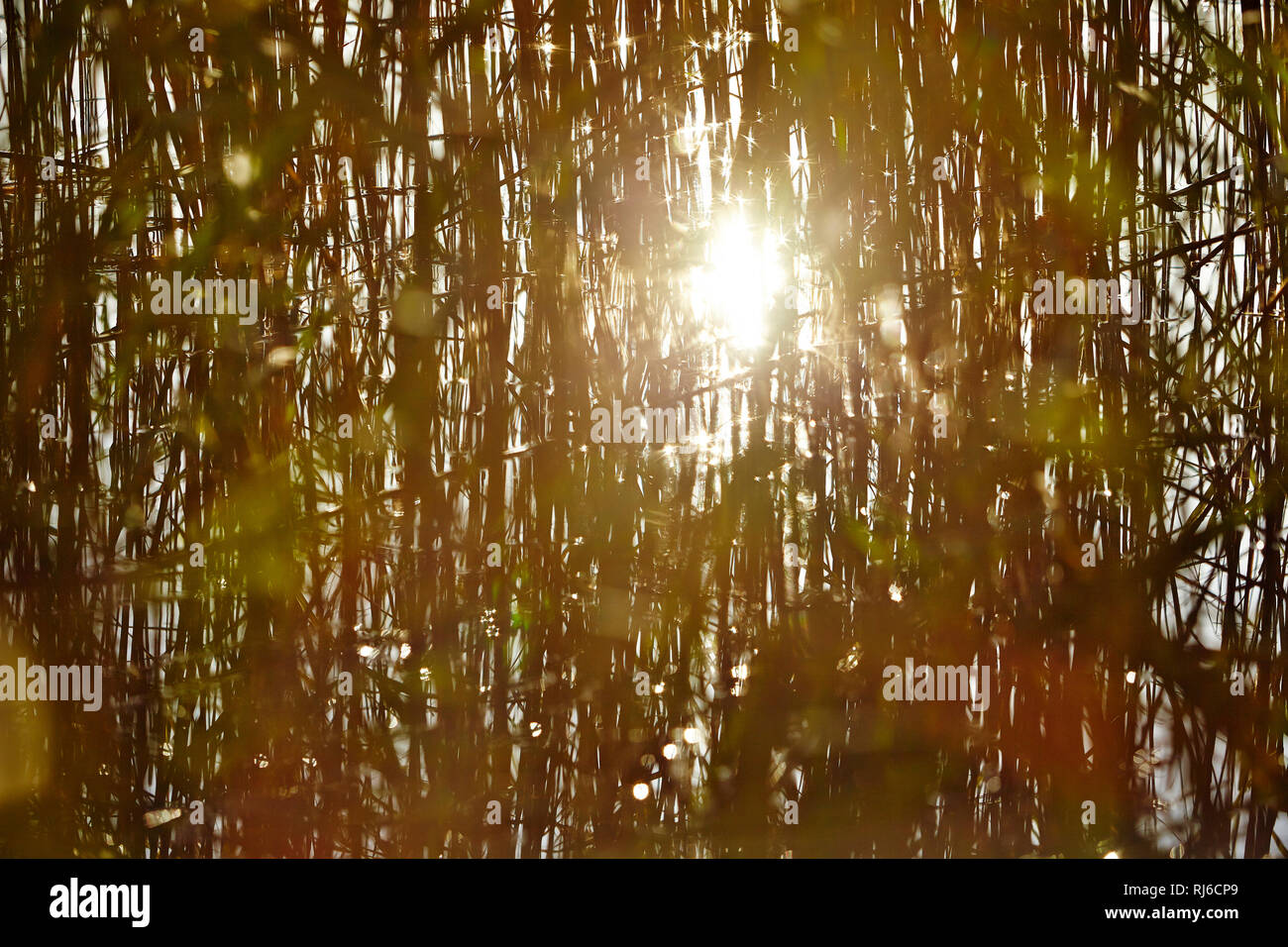 Gras Halm High Resolution Stock Photography And Images Alamy