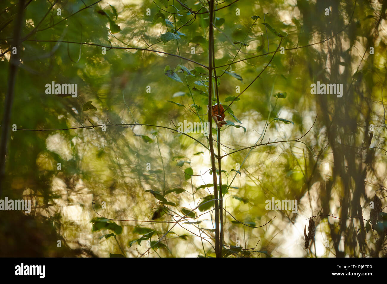 Blätter und Äste im Sonnenlicht, Hintergrund unscharf Stock Photo