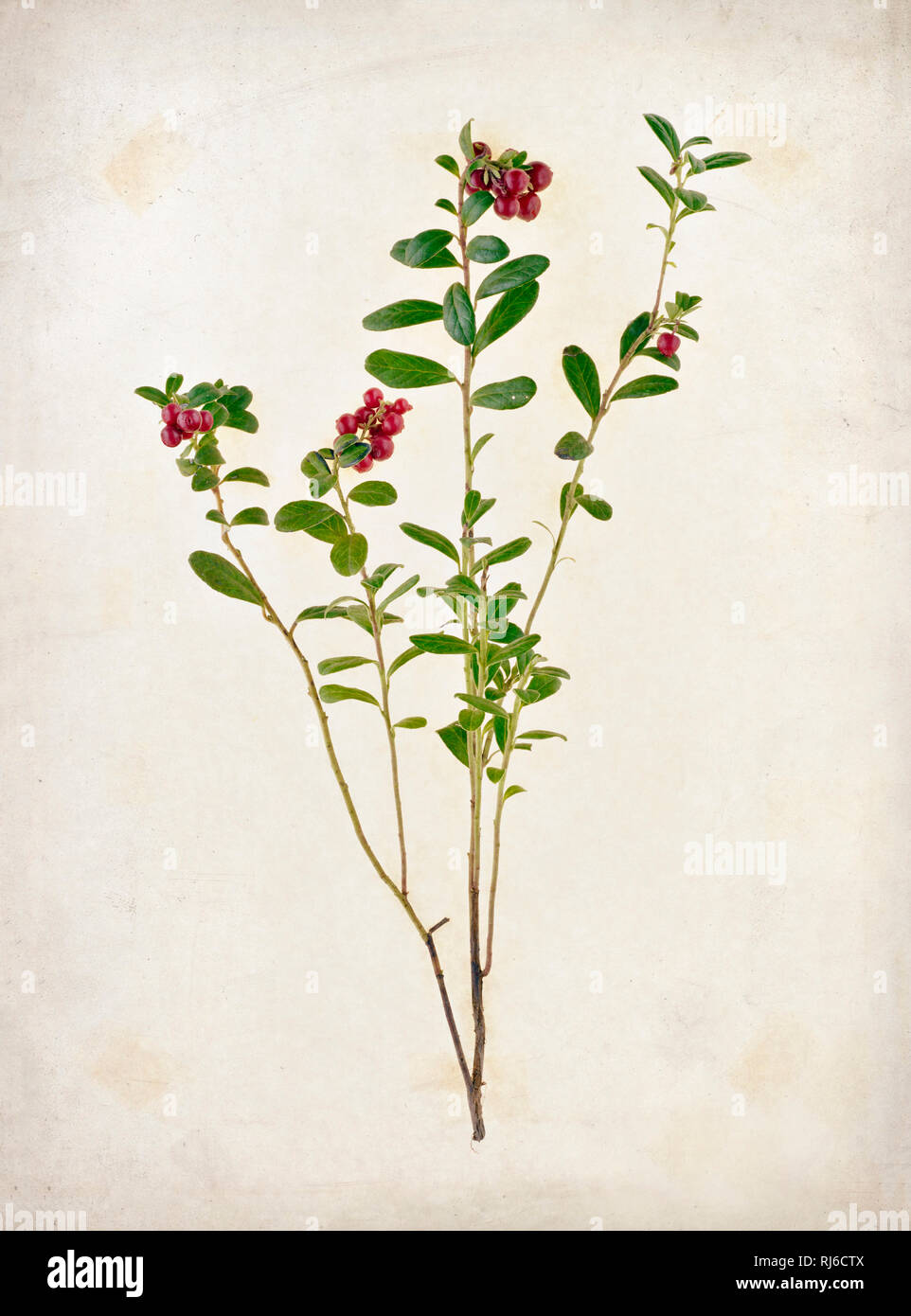 Zweig einer Preiselbeere mit Blätter und roten Früchten auf Papier, Stock Photo