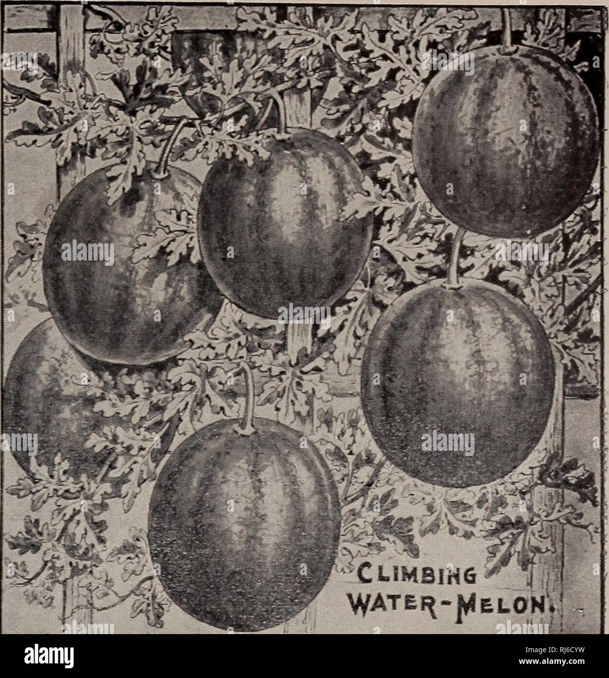 . Childs' rare flowers, vegetables, and fruits. Commercial catalogs Seeds; Nurseries (Horticulture) Catalogs; Seeds Catalogs; Flowers Catalogs; Vegetables Catalogs; Fruit trees Catalogs; John Lewis Childs (Firm); Commercial catalogs; Nurseries (Horticulture); Seeds; Flowers; Vegetables; Fruit trees. WHAT OTHERS SAY OF FARMER POTATO. THE P. L. Davis, Leon, W. Va., says: &quot;I got three Farmer Potatoes and planted them the first of April along-side of Early Rose and Irish Cobbler. The Farmer yielded 36 lbs., while the others yielded 21 and 19 lbs. respectively. S-R. Rott, Emerson, Man., Canada Stock Photo