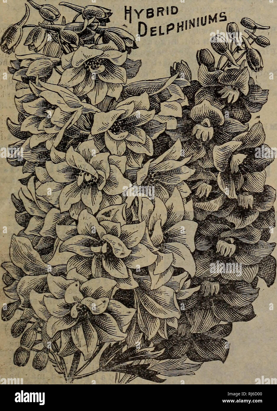 . Childs' rare flowers, vegetables & fruits. Commercial catalogs Seeds; Nurseries (Horticulture) Catalogs; Seeds Catalogs; Flowers Catalogs; Vegetables Catalogs; Fruit trees Catalogs; John Lewis Childs (Firm); Commercial catalogs; Nurseries (Horticulture); Seeds; Flowers; Vegetables; Fruit trees. GyclanjeQ. {House.) Forfull description of our grand new Cyclamen,see Plant Department. Our strain of Cyclamen seed is the finest to be had, as we have made a specialty of this flower for several years and secured the finest improved sorts. All our Cycla- men have most elegant variegated foliage a Stock Photo