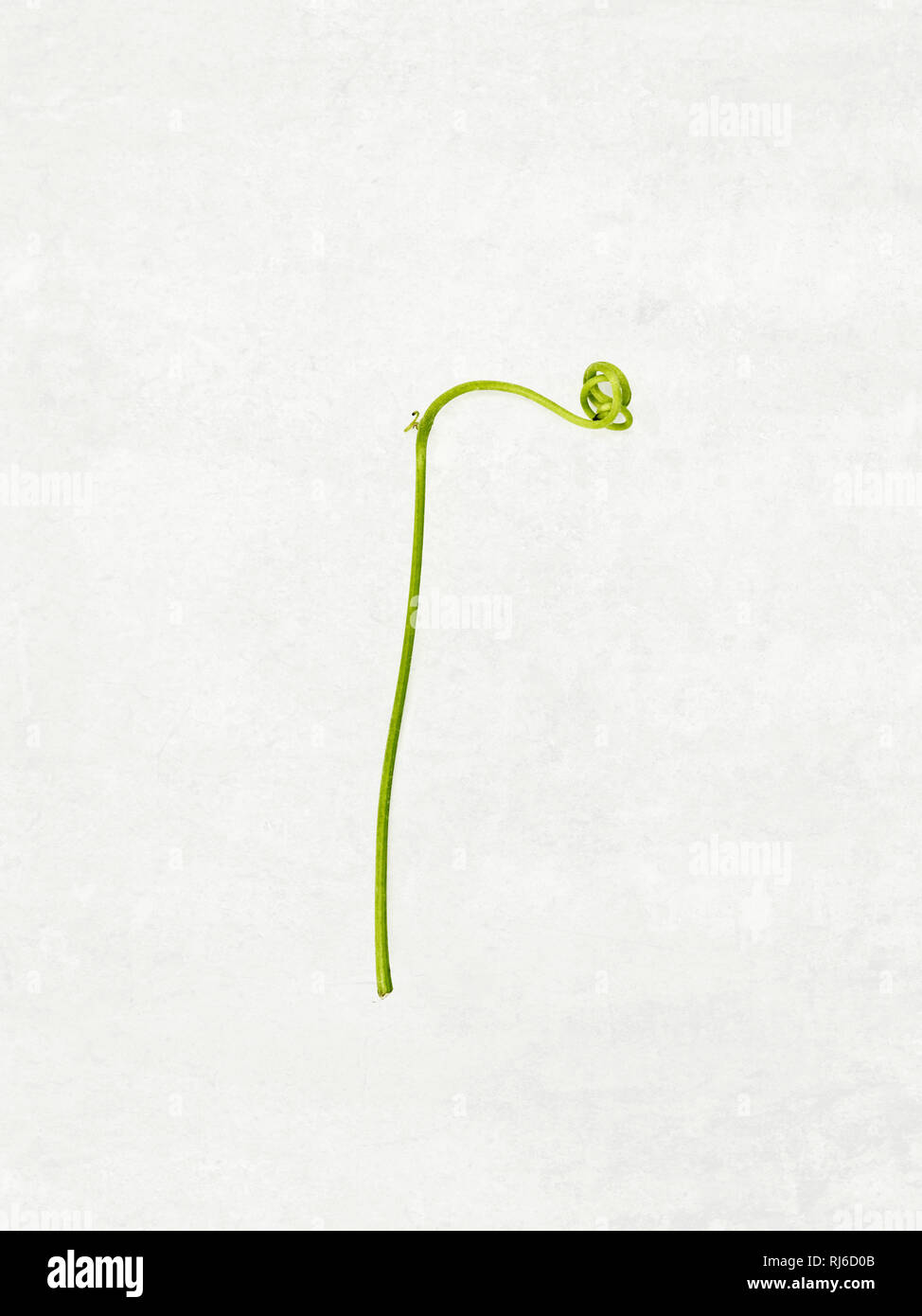 junger grüner Weintrieb mit Verästelung und Verzweigung vor hellem Hintergrund Stock Photo