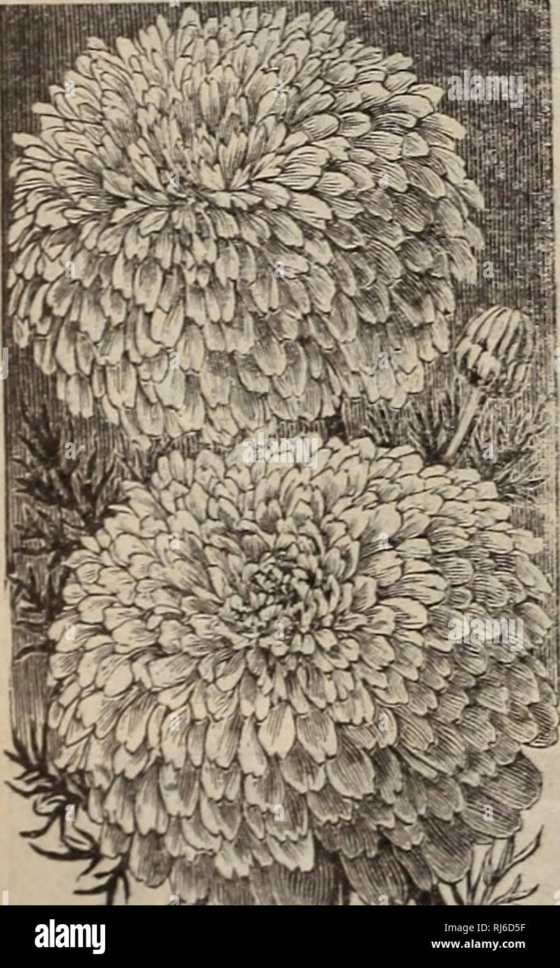 . Childs' rare flowers, vegetables & fruits. Commercial catalogs Seeds; Nurseries (Horticulture) Catalogs; Seeds Catalogs; Flowers Catalogs; Vegetables Catalogs; Fruit trees Catalogs; John Lewis Childs (Firm); Commercial catalogs; Nurseries (Horticulture); Seeds; Flowers; Vegetables; Fruit trees. J^aby Goldep QlowK {Hybrids.) This is the most effective annual. Seed is best started inside and the plants transplanted to the garden at the pro- per time. They will begin blooming at once, making a most symmetrical and comnact growth as seen by the cut, and showing hundreds of brightest blossoms Stock Photo