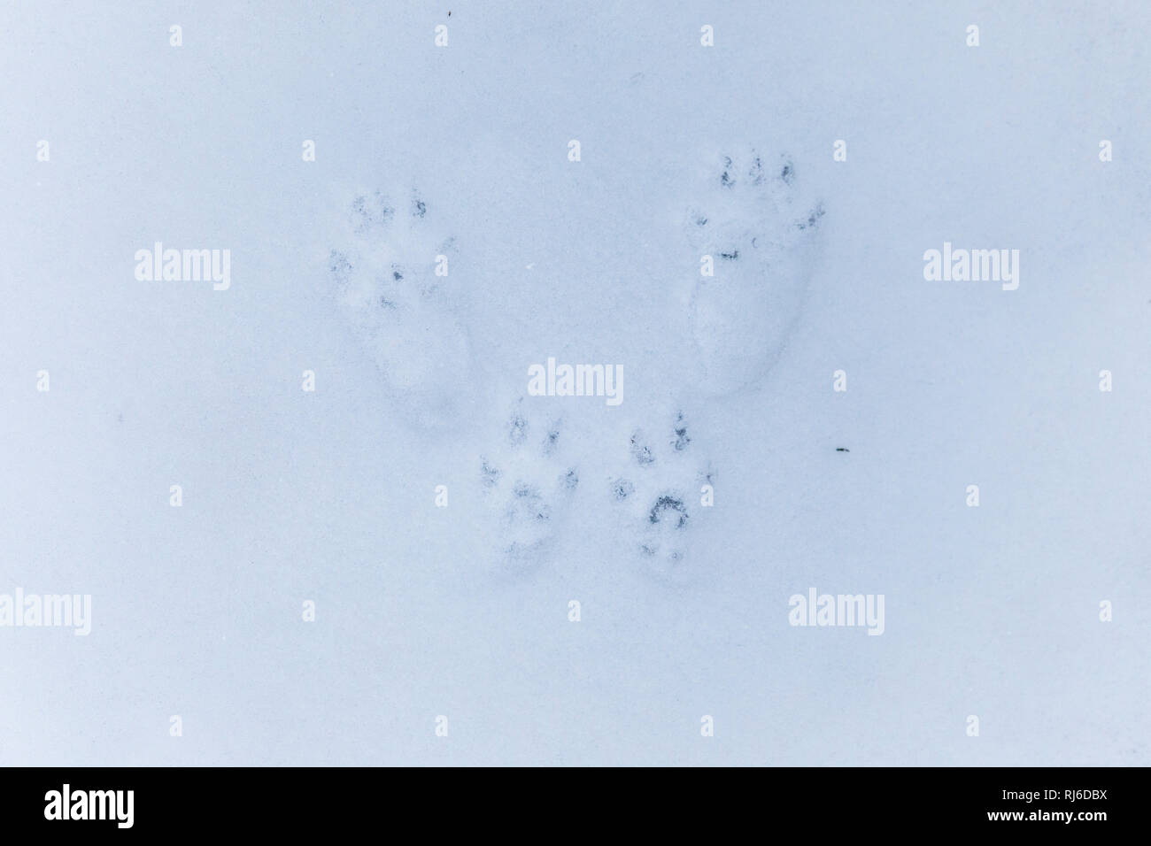 Spur von Eichhörnchen im Schnee Stock Photo